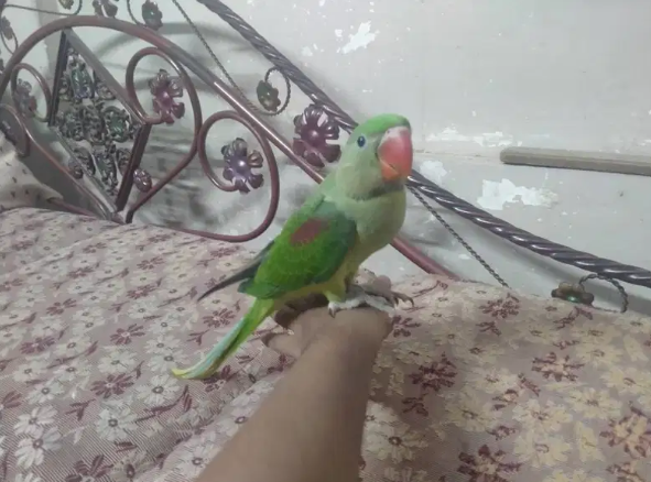 Pahari/Alexandrine parrot