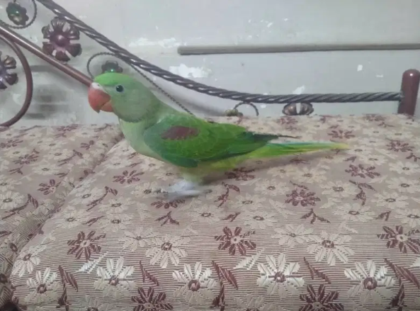 Pahari/Alexandrine parrot