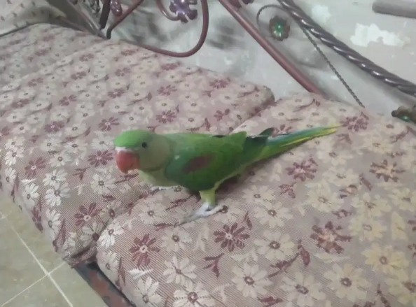 Pahari/Alexandrine parrot