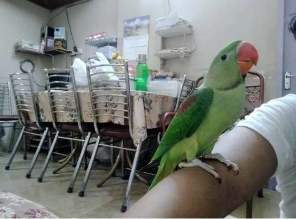 green pahari parrot