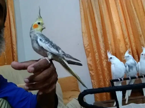 Cockatiel tame cream and Chicks for hand tame