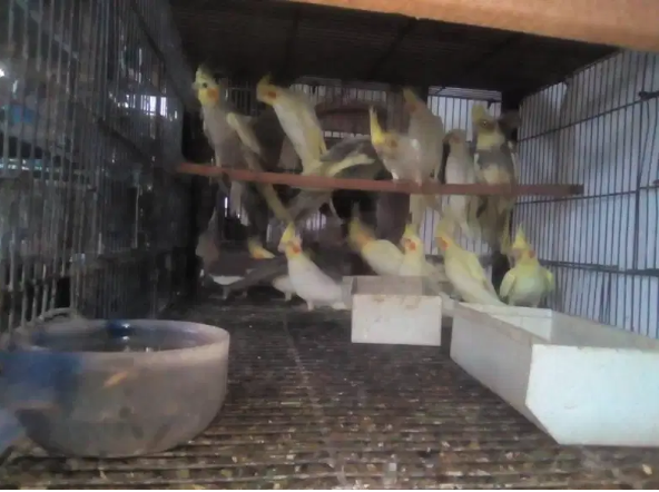 Cockatiel tame cream and Chicks for hand tame