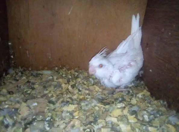 Cockatiel tame cream and Chicks for hand tame