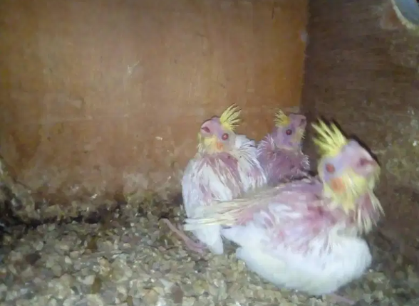 Cockatiel tame cream and Chicks for hand tame