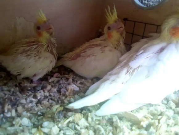 Cockatiel tame cream and Chicks for hand tame