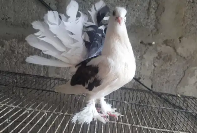 Lakka hand tamed patha for sale