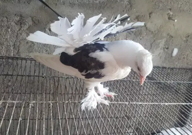 Lakka hand tamed patha for sale
