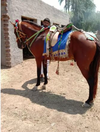 Brown color Horse for sale