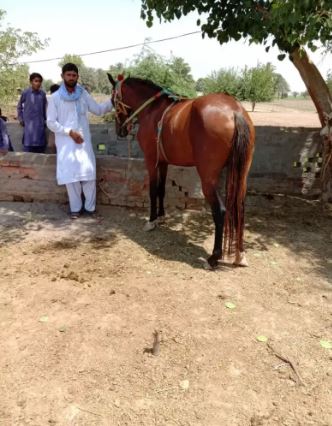 Brown color Horse for sale