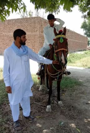 Brown color Horse for sale