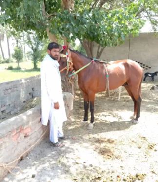 Brown color Horse for sale