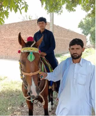 Brown color Horse for sale