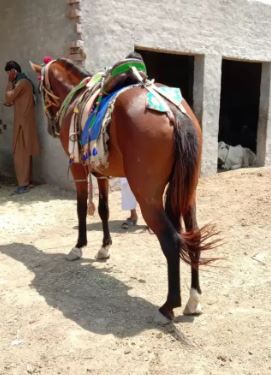 Brown color Horse for sale