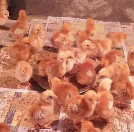 Rir chicks for sale
