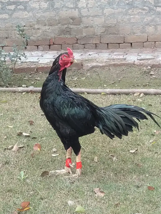 Pure Black Aseel