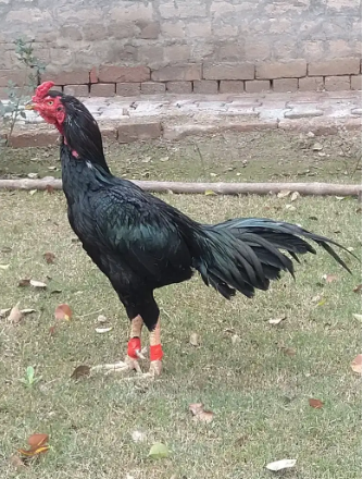 Pure Black Aseel
