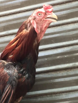 Lal jawa golden Murga