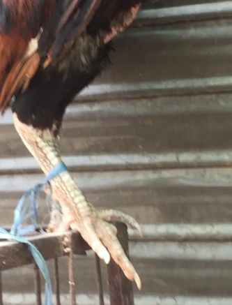 Lal jawa golden Murga