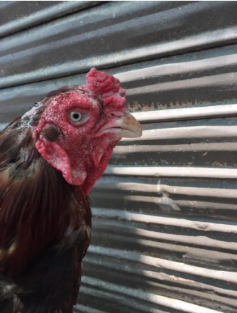 Lal jawa golden Murga