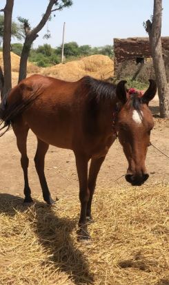 Mare Brown color Horse for sale
