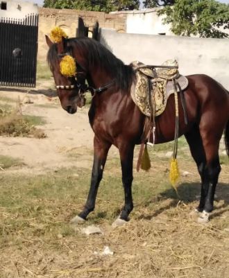 Brown Beautiful Horse for Sale in I 14 islamabad