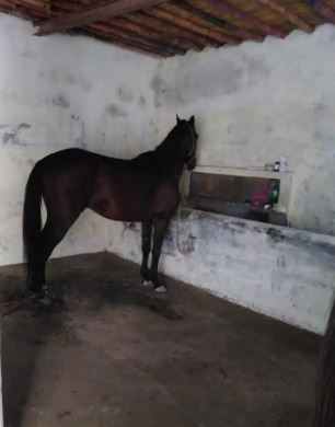 Brown Beautiful Horse for Sale in I 14 islamabad