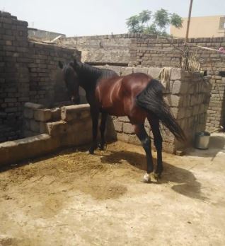 Brown Beautiful Horse for Sale in I 14 islamabad