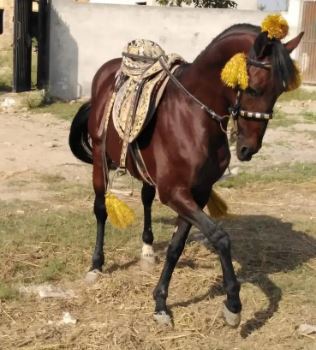 Brown Beautiful Horse for Sale in I 14 islamabad