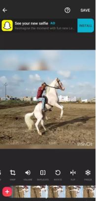 Nukra for sale 7 year Old Full trained, Dancer, jump, trott