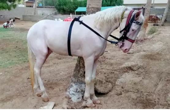 Nukra for sale 7 year Old Full trained, Dancer, jump, trott