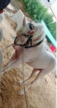 Nukra for sale 7 year Old Full trained, Dancer, jump, trott