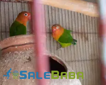 Love Birds Available for Sale in Karachi