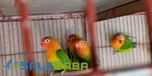 Love Birds Available for Sale in Karachi