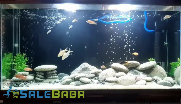 Aquarium Makeover Services by Fish On Wheels for  Sale in Karachi