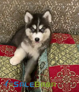 Siberian husky for Sale in Islamabad