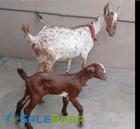 Goat and a lamb  Available for Sale in Karachi