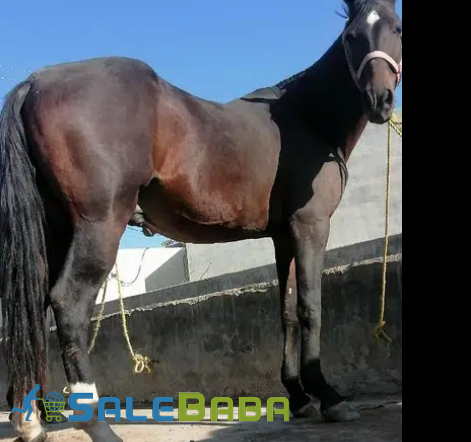 Neza Baz Horse Available for sale in Haripur