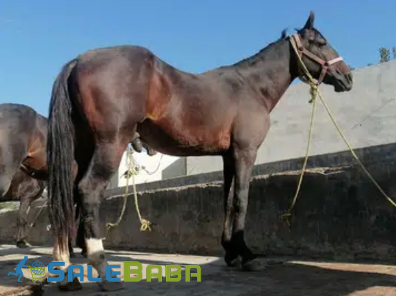 Neza Baz Horse Available for sale in Haripur