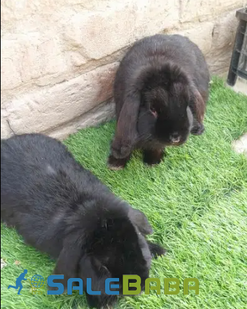 Black and White Rabit Available for Sale in Lahore