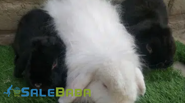 Black and White Rabit Available for Sale in Lahore