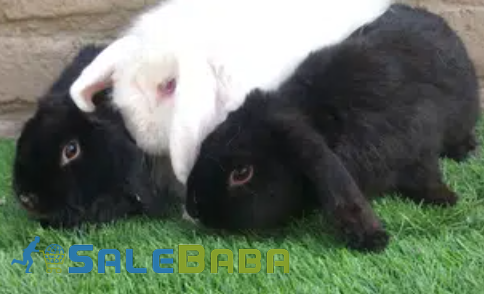 Black and White Rabit Available for Sale in Lahore