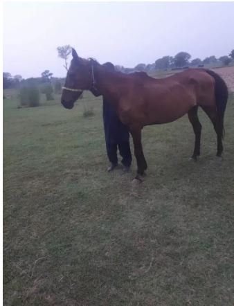 Muski female for sale