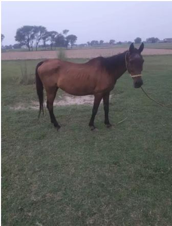 Muski female for sale