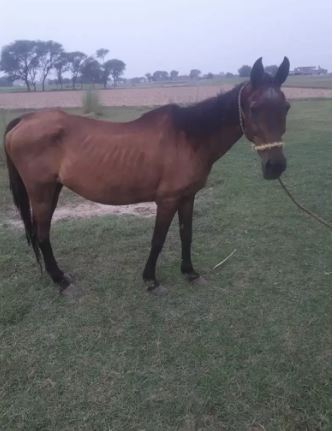 Muski female for sale