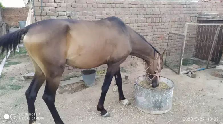 Male Horse For Sale