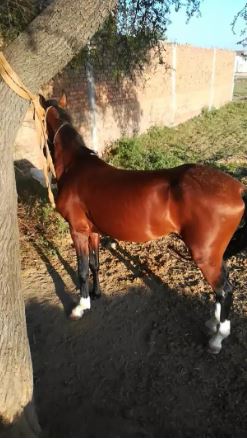Brown Horse for sale