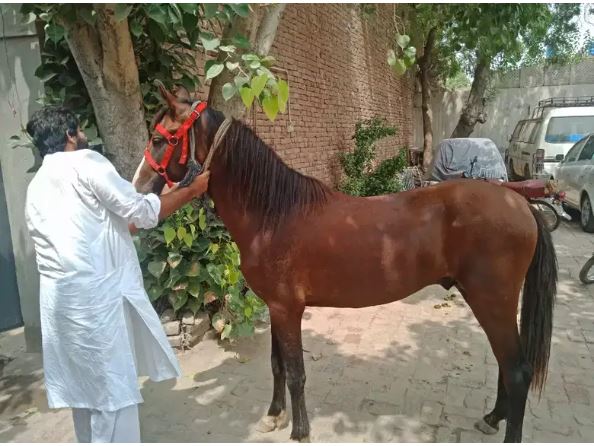 Horses for sale Argent