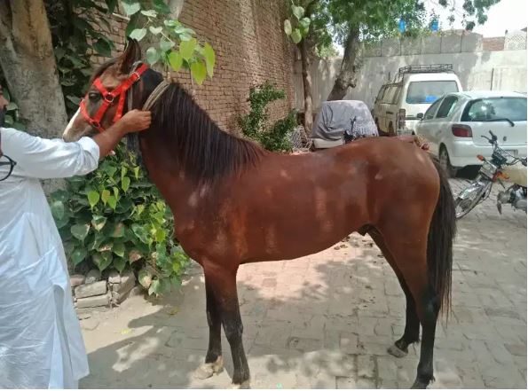 Horses for sale Argent