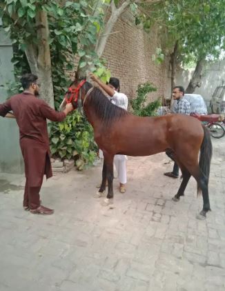 Horses for sale Argent