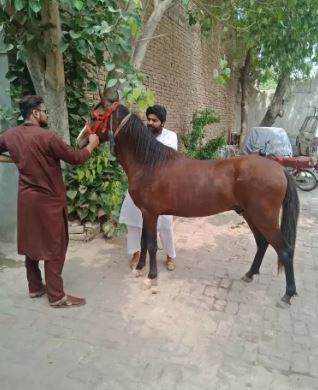 Horses for sale Argent